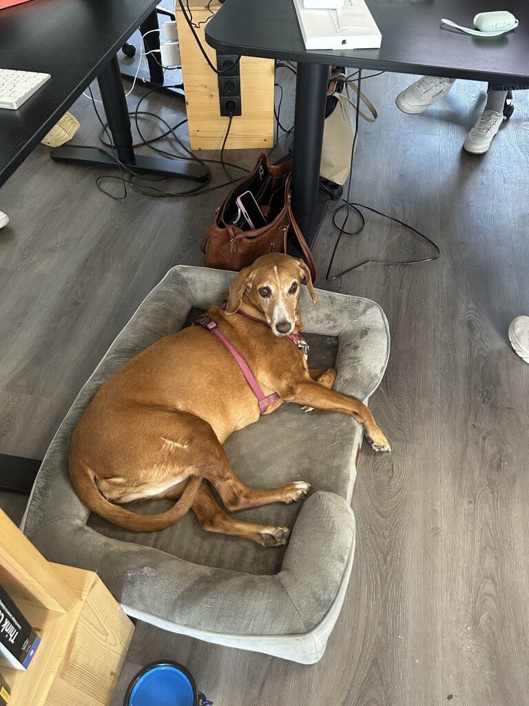 Unser Office-Dog: Immer dabei, immer entspannt – echte Teamkultur eben.