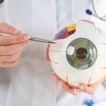 Augenarzt zeigt Modell eines Auges